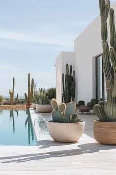 two large cacti plants sitting next to a swimming pool