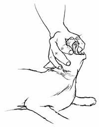 a drawing of a cat being petted by someone's hand with the word cats above it