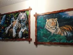 two paintings of tigers are hanging on the wall