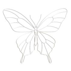 a drawing of a butterfly on a white background