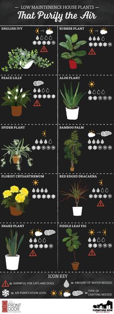 a poster showing different types of house plants and how to use them in the garden