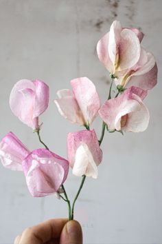 pink and white flowers being held up by a hand