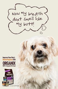 a dog is sitting in front of an ad for organix