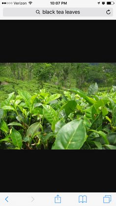 tea plants in the foreground with mountains in the background