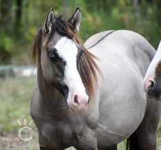 two horses standing next to each other in a field