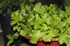 green lettuce growing in a potted planter