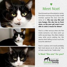 three different pictures of cats with caption that says meet noel