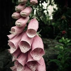 pink flowers with white petals hanging from the top of it's stems in front of some trees