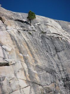 a lone tree is growing on the side of a rock face with blue skies in the background