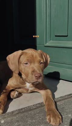 a brown dog laying on the ground next to a green door