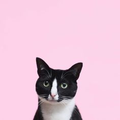 a black and white cat sitting in front of a pink background