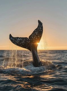 Ocean Life Photography, Ice Berg, Whale Art, Humpback Whale, Ocean Creatures, Marine Animals, Ocean Animals, Art Color, Alam Yang Indah