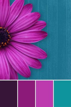 a purple flower on a blue background with color swatches