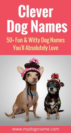 two small dogs wearing hats with the title clever dog names 50 fun and witty dog names you'll absolutely love