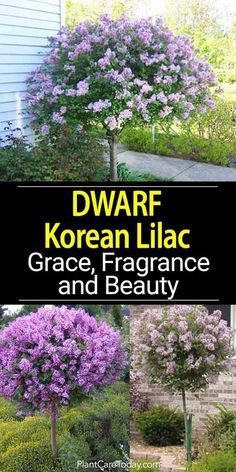 Hardy, attractive flowering Dwarf Korean Lilac, Syringa meyeri adds grace, fragrance and beauty as a border plant, stand-alone accent or tree for patio or landscape. Korean Lilac, Patio Trees, Lilac Bushes, Border Plants, Garden Shrubs, Landscaping Plants