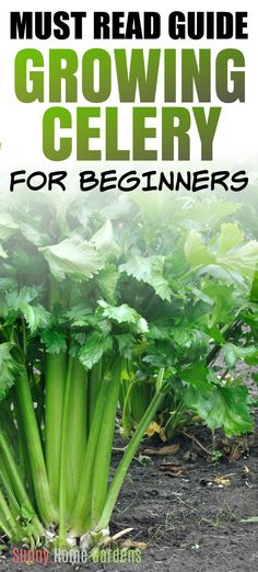 celery growing in the ground with text overlay that reads must read guide for growing celery for beginners