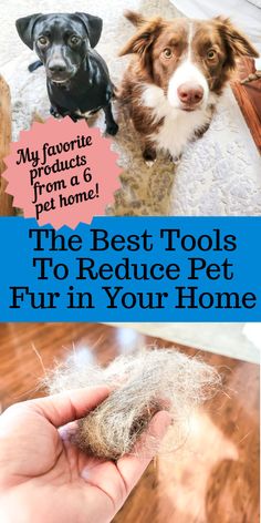 the best tools to reduce pet fur in your home