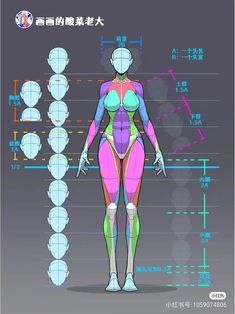 a woman's body is shown with the muscles labeled in different colors and sizes