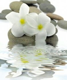 two white flowers sitting on top of rocks in water next to some stones and pebbles