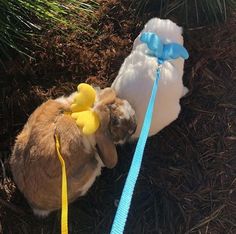 a small dog is tied to a blue leash with rubber ducks on it's back