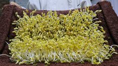 a close up of a person holding a blanket with plants growing out of the fabric