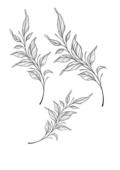 two branches with leaves drawn on them