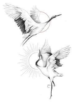 two white birds flying next to each other