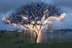 a tree with lights hanging from it's branches in front of a body of water