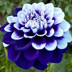 a large purple and white flower with green leaves in the backgrounnds