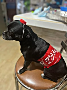 a small black dog sitting on top of a wooden stool