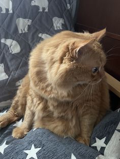 an orange cat sitting on top of a bed next to a wooden headboard with white stars