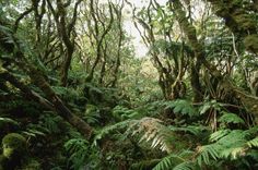 George D. Lepp / Corbis Documentary / Getty Images Hollywood Beach Broadwalk, Hawaiian Plants, Exploring Wisconsin, Coastal Breeze, Hollywood Beach, Forest Trail, Misty Forest