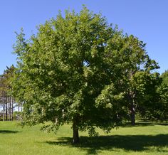 a large tree in the middle of a grassy field