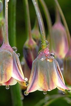 two pink flowers with water droplets on them and a bible verse written in the middle