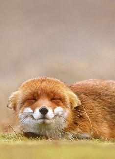 a red fox sleeping in the grass with its eyes closed and it's head up