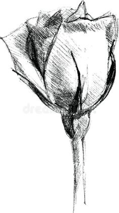 a pencil drawing of a single flower on a white background royalty image stock images and clipping