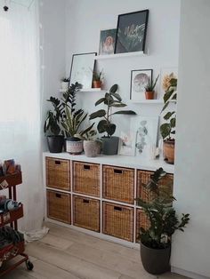 some plants and pictures on a shelf in a room