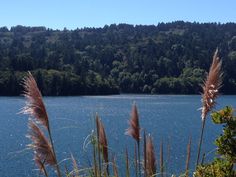 some tall grass by the water with trees in the background