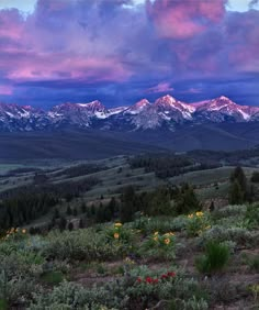 the mountains are covered in wildflowers as the sun sets over them with pink and purple clouds