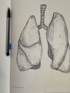 a drawing of the lungs is shown in pencil