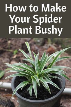 a spider plant in a pot with the title how to make your spider plant bushy