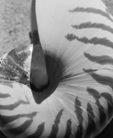 a black and white photo of an object that looks like a shell with leaves on it