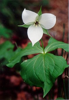 a white flower with green leaves in the foreground