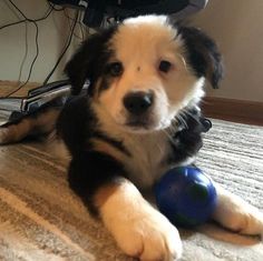 a black and white dog laying on top of a bed next to a blue ball