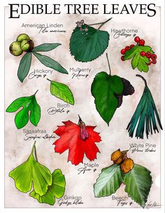 the edible tree leaves are shown in this drawing, and they have different types of leaves