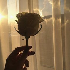 a person holding a flower in front of a window