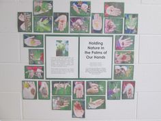 a bulletin board with pictures of hands and the words holding nature in the palms of our hands