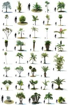 many different types of trees and people