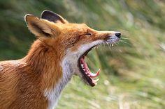 a close up of a fox with its mouth open