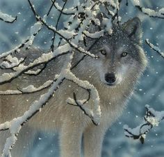 a wolf with snow on it's face and the words in spanish